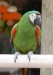250px-Chestnut-fronted_Macaw_(Ara_severa)_-Southwicks_Zoo_c